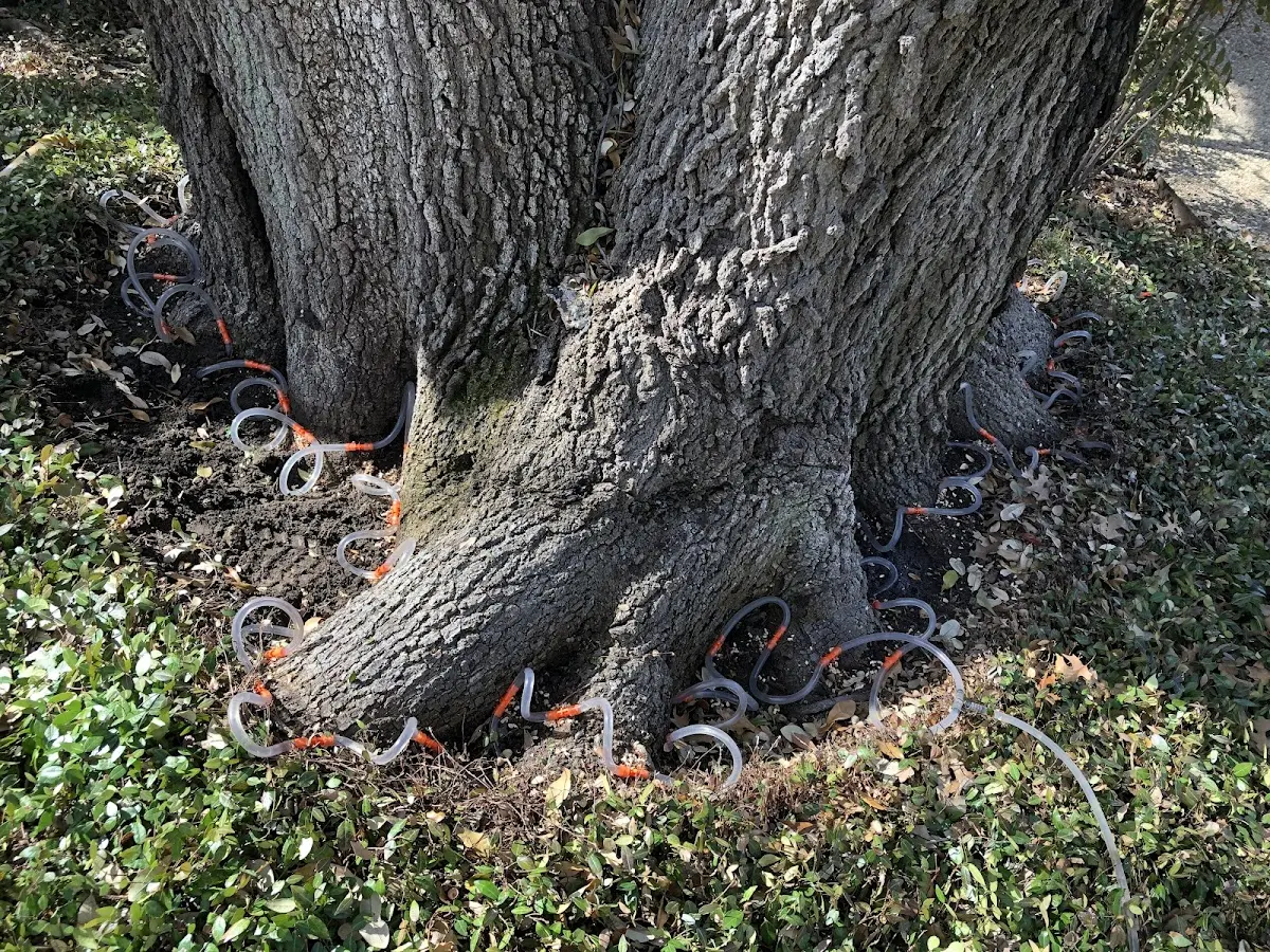 Detailed Tree Cabling and Bracing job site in Ayr